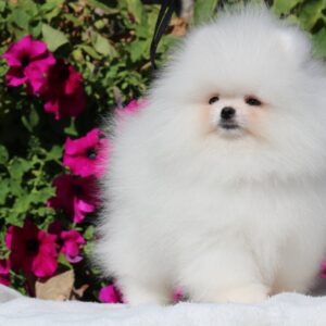 Deep Pomeranian