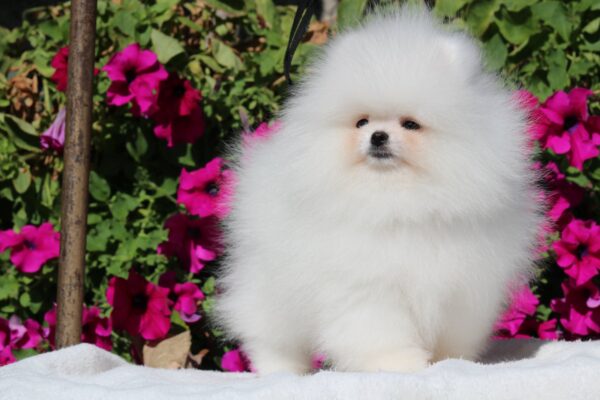 Deep Pomeranian