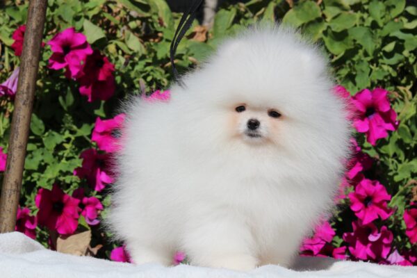 Deep Pomeranian