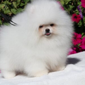 Deep Pomeranian