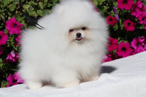 Deep Pomeranian