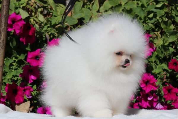 Deep Pomeranian