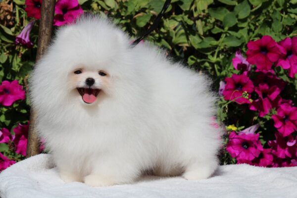 Deep Pomeranian