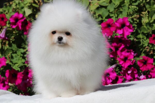 Deep Pomeranian