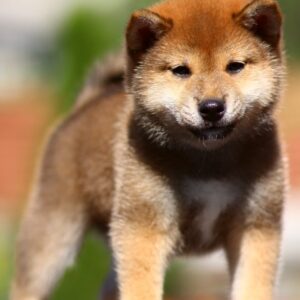 Dexter Shiba Inu