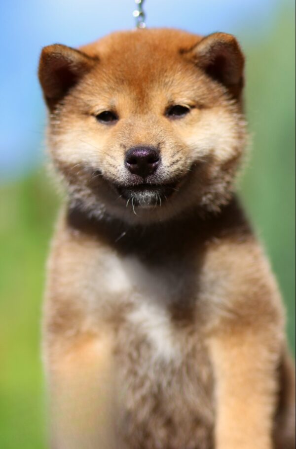 Dexter Shiba Inu