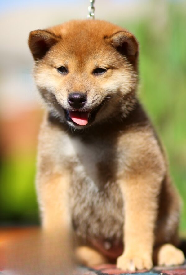 Dexter Shiba Inu