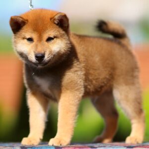 Dexter Shiba Inu