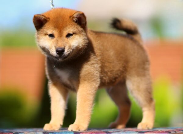 Dexter Shiba Inu