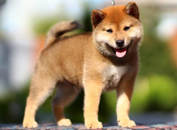 Dexter Shiba Inu