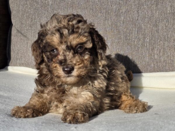 Diana Cavapoo