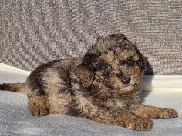 Diana Cavapoo