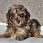Diana-female-cavapoo-puppy-for-sale- (3)