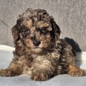 Diana Cavapoo