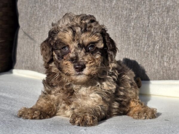 Diana Cavapoo