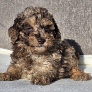 Diana Cavapoo