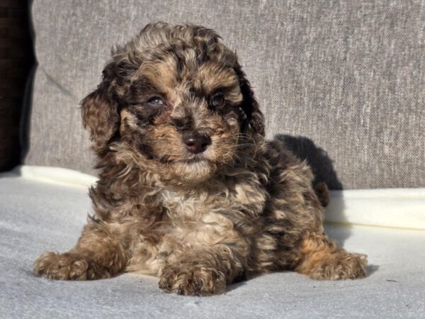 Diana Cavapoo