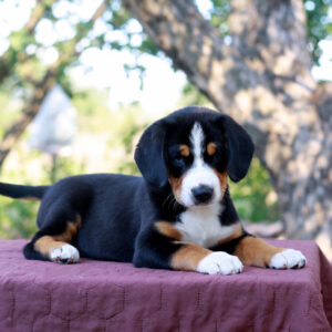 Dominic Entelbucher Sennehunde