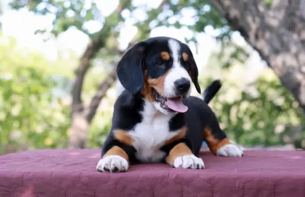 Dominic Entelbucher Sennehunde