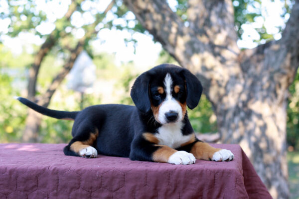 Dominic Entelbucher Sennehunde