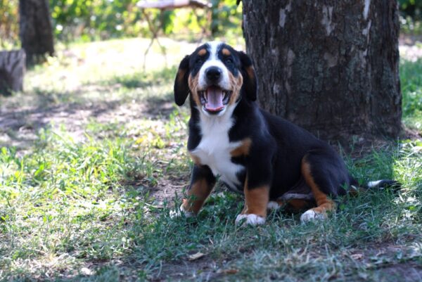 Dominic Entelbucher Sennehunde