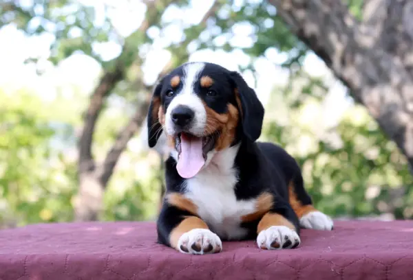 Dominic Entelbucher Sennehunde