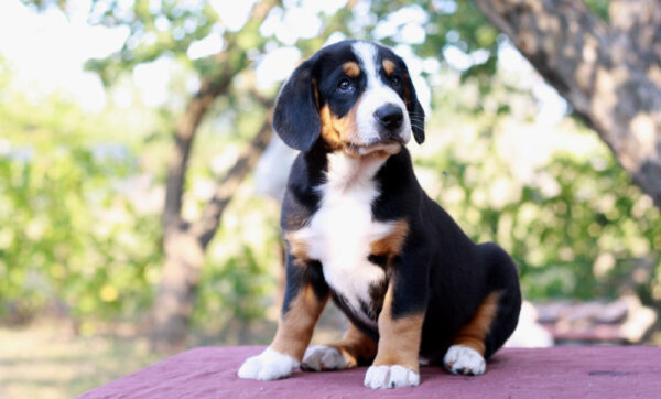 Dominic Entelbucher Sennehunde