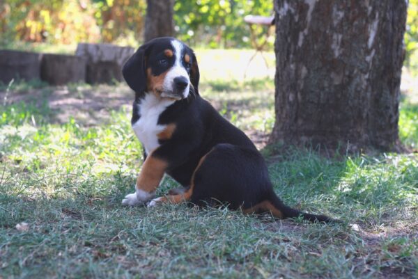 Dominic Entelbucher Sennehunde