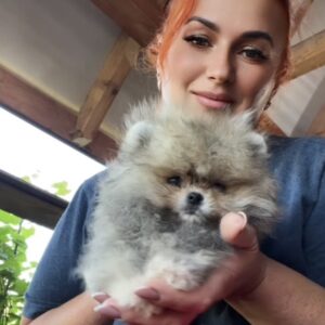 Dukat Pomeranian