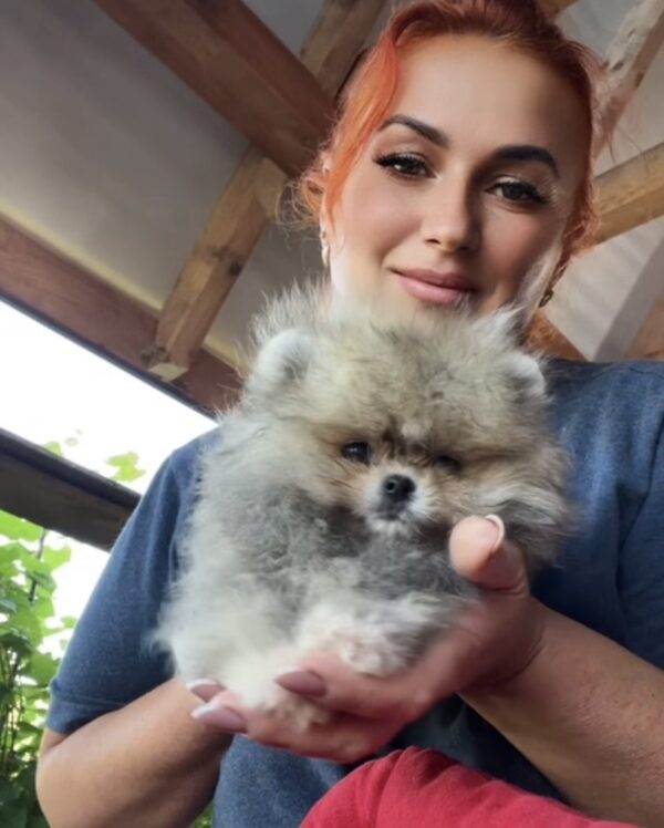 Dukat Pomeranian