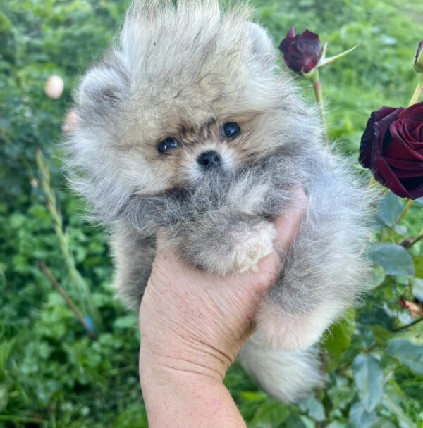 Dukat Pomeranian