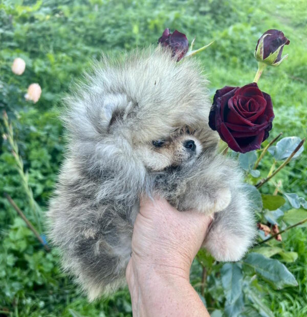 Dukat Pomeranian