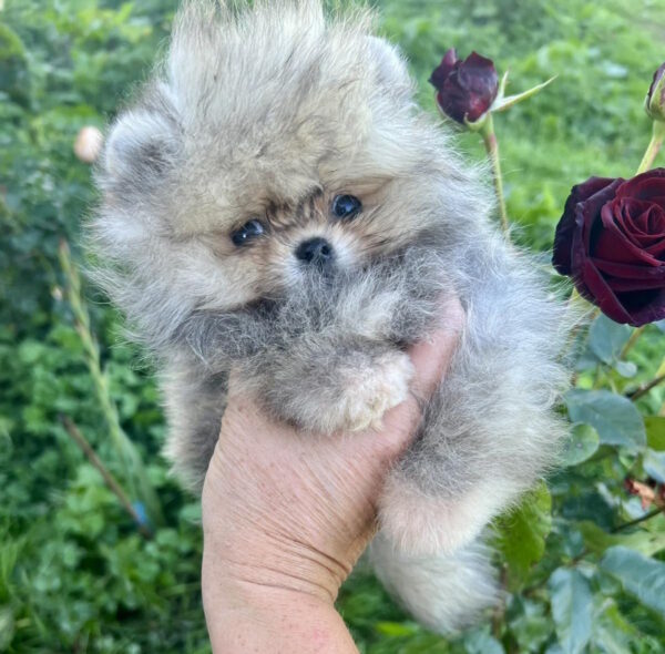 Dukat Pomeranian