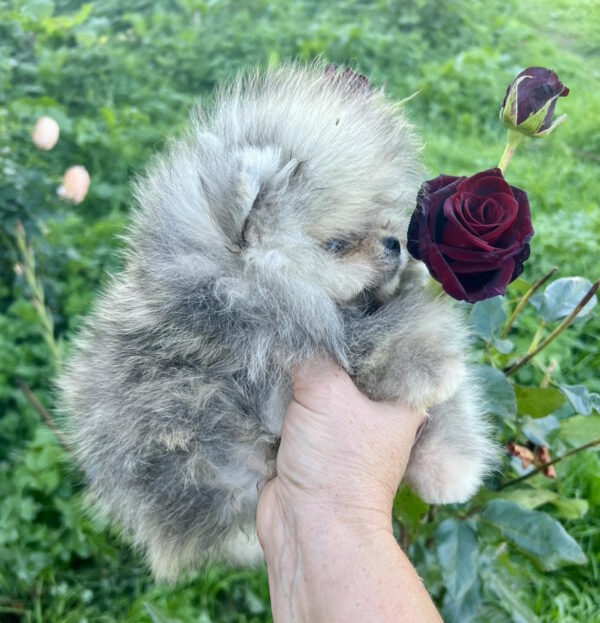 Dukat Pomeranian