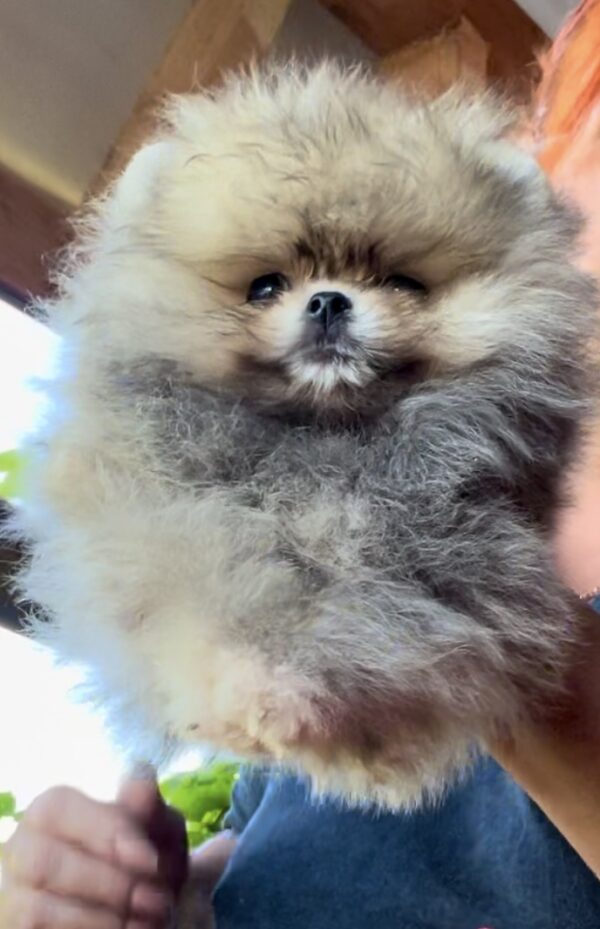 Dukat Pomeranian