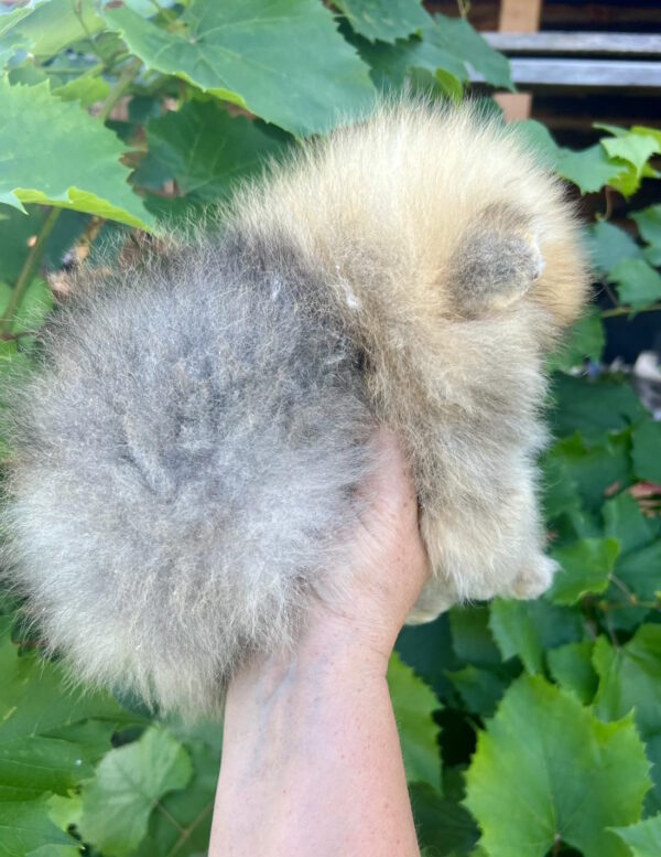 Dаgo Pomeranian