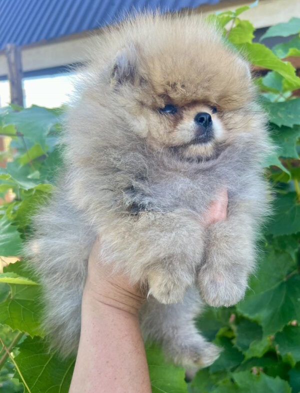 Dаgo Pomeranian