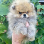 Dalila Pomeranian