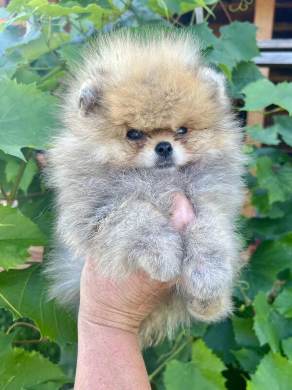Dаgo Pomeranian