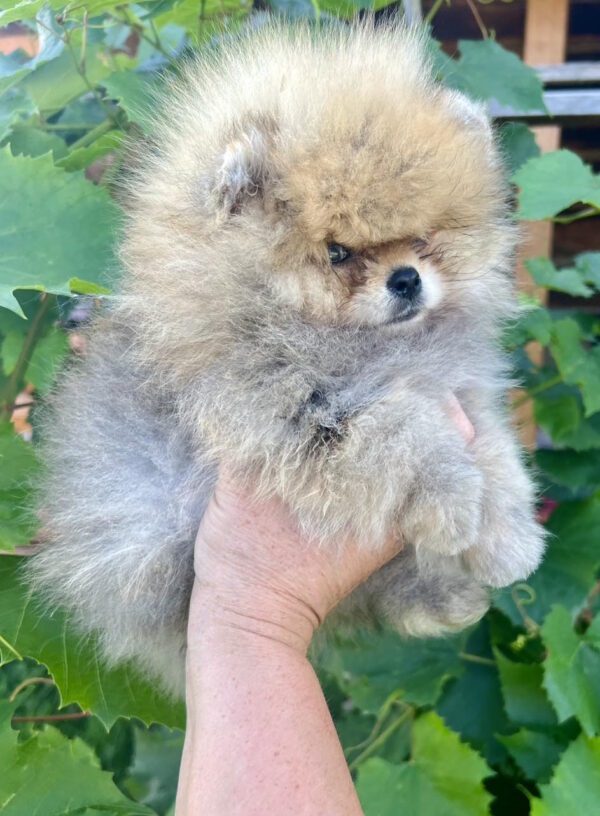 Dаgo Pomeranian