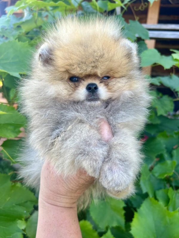 Dаgo Pomeranian