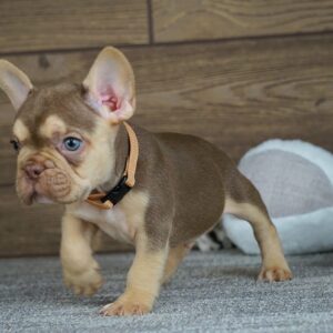 Entoni French Bulldog