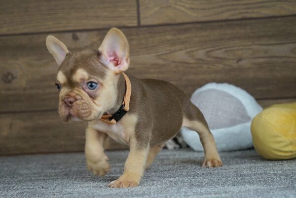 Entoni French Bulldog