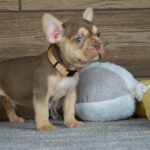 Entoni-male-french-bulldog-puppy-for-sale-1 (2)