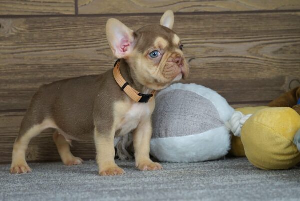 Entoni French Bulldog
