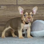 Jaggy French Bulldog