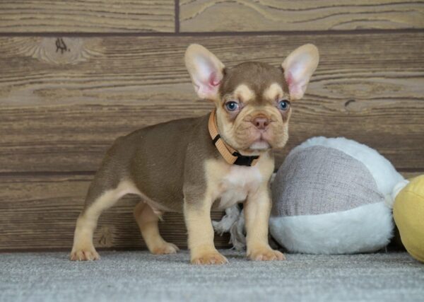 Entoni French Bulldog