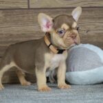 Entoni-male-french-bulldog-puppy-for-sale-1 (4)