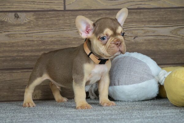 Entoni French Bulldog