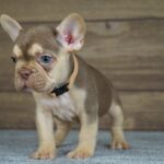 Entoni-male-french-bulldog-puppy-for-sale-1 (5)